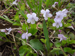 Viola labradorica