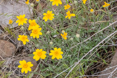 Eriophyllum lanatum integrifolium