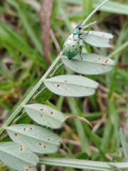 Diabrotica decempunctata
