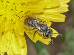 Lasioglossum calophyllae