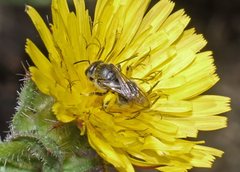 Lasioglossum calophyllae