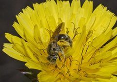 Lasioglossum calophyllae