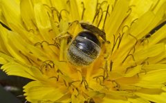 Lasioglossum calophyllae
