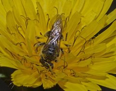 Lasioglossum calophyllae