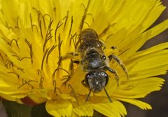 Lasioglossum calophyllae