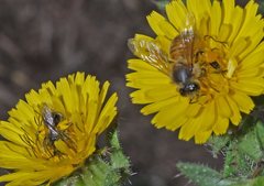 Lasioglossum calophyllae