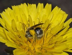 Lasioglossum calophyllae