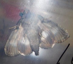 Catephia amplificans