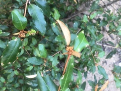 Croton pseudopulchellus