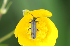 Oedemera lurida