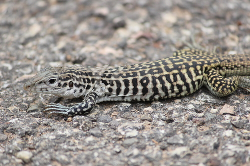 Common Checkered Whiptail