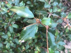 Croton pseudopulchellus