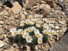 Erigeron compactus