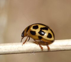 Peltoschema basicolle