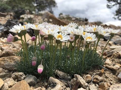 Erigeron compactus