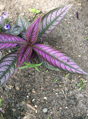 Strobilanthes auriculata dyeriana