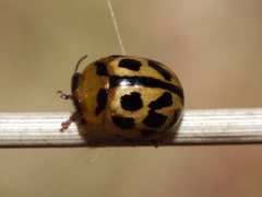 Peltoschema basicolle