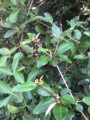 Croton pseudopulchellus