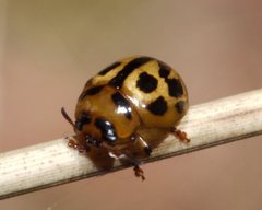 Peltoschema basicolle