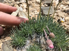 Erigeron compactus