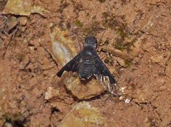 Anthrax dolabratus