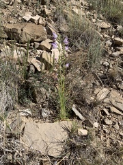 Penstemon jamesii