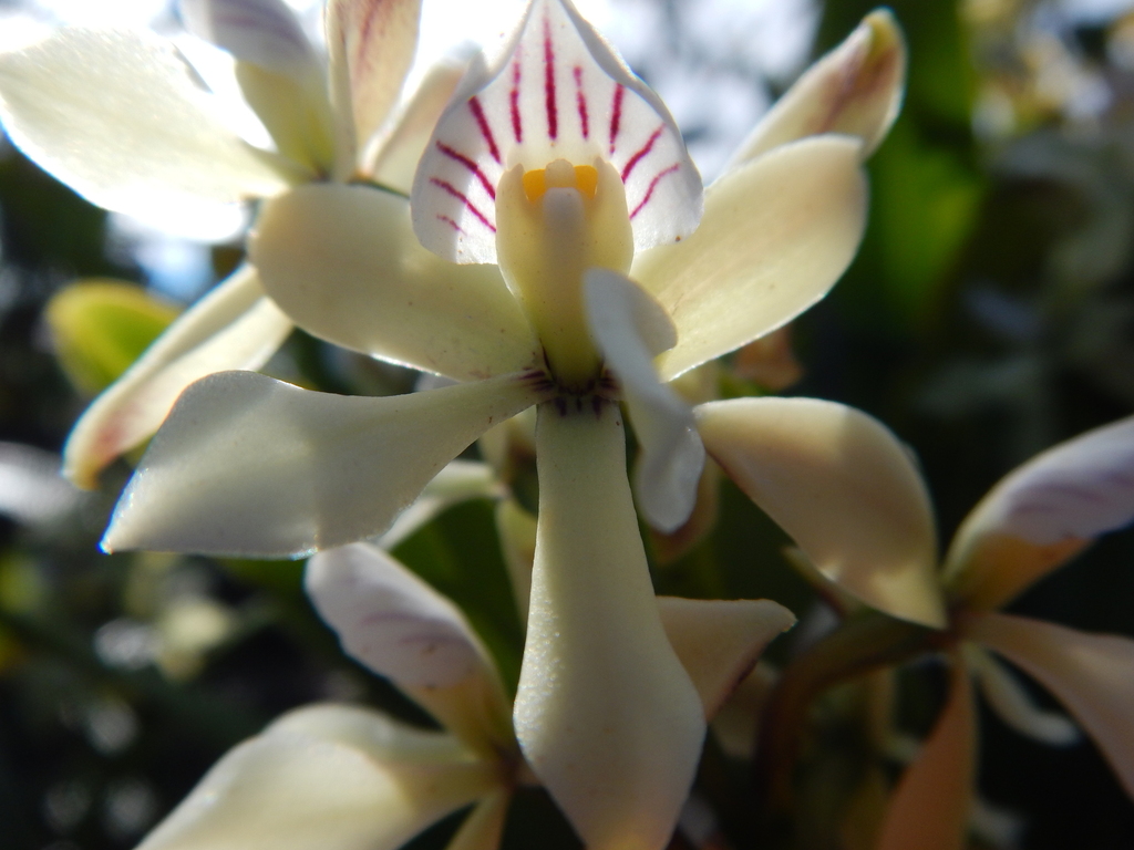 Prosthechea moojenii
