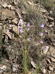 Penstemon jamesii