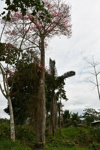 Image of Ceiba Camba (Ceiba camba) by (c) Vincent A. Vos, some rights reserved (CC BY)