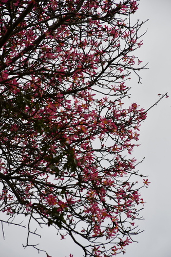 Image of Ceiba Camba (Ceiba camba) by (c) Vincent A. Vos, some rights reserved (CC BY)