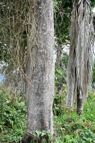 Image of Ceiba Camba (Ceiba camba) by (c) Vincent A. Vos, some rights reserved (CC BY)