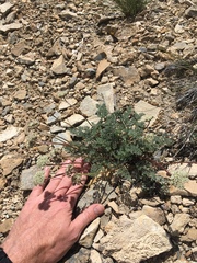 Cymopterus aboriginum