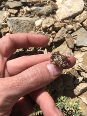 Cymopterus aboriginum