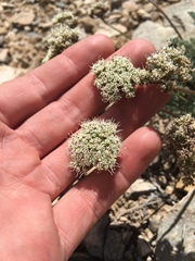 Cymopterus aboriginum