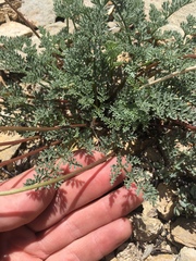 Cymopterus aboriginum
