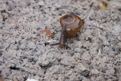 Macrochlamys nitidissima