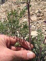 Astragalus minthorniae
