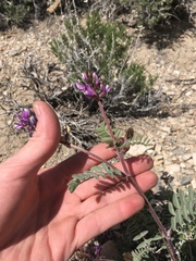 Astragalus minthorniae