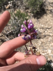 Astragalus minthorniae