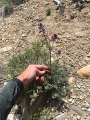Astragalus minthorniae