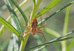 Oxyopes amoenus