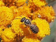 Lasioglossum calophyllae