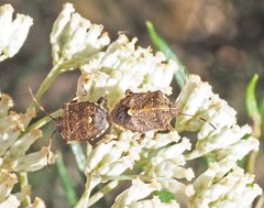 Oncocoris geniculatus