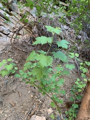 Vitis arizonica