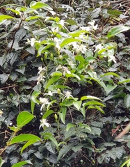 Clematis meyeniana