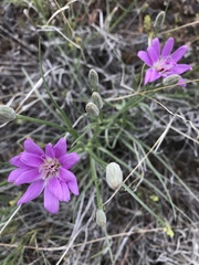 Lygodesmia grandiflora