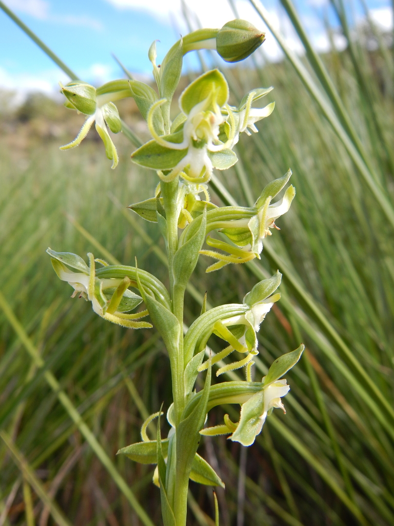 Habenaria pubidactyla