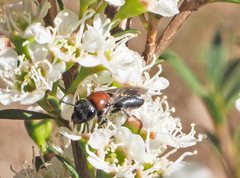 Euryglossa ephippiata