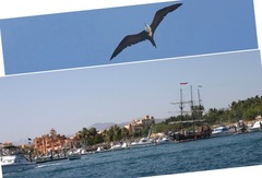 Fregata magnificens