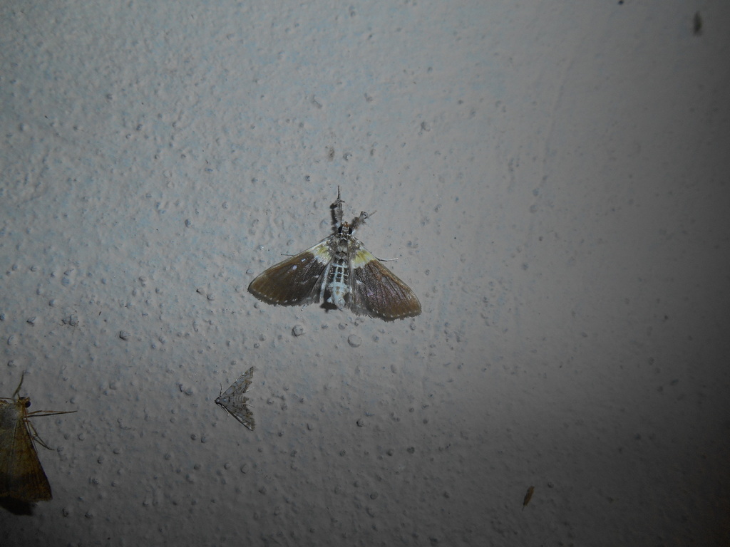 Apilocrocis novateutonialis